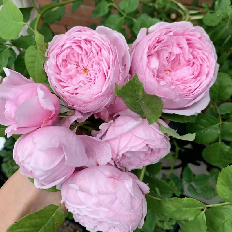 庭院爬藤植物欧洲大花月季重瓣廊架栅栏带刺玫瑰多季开花蔷薇别墅庭院