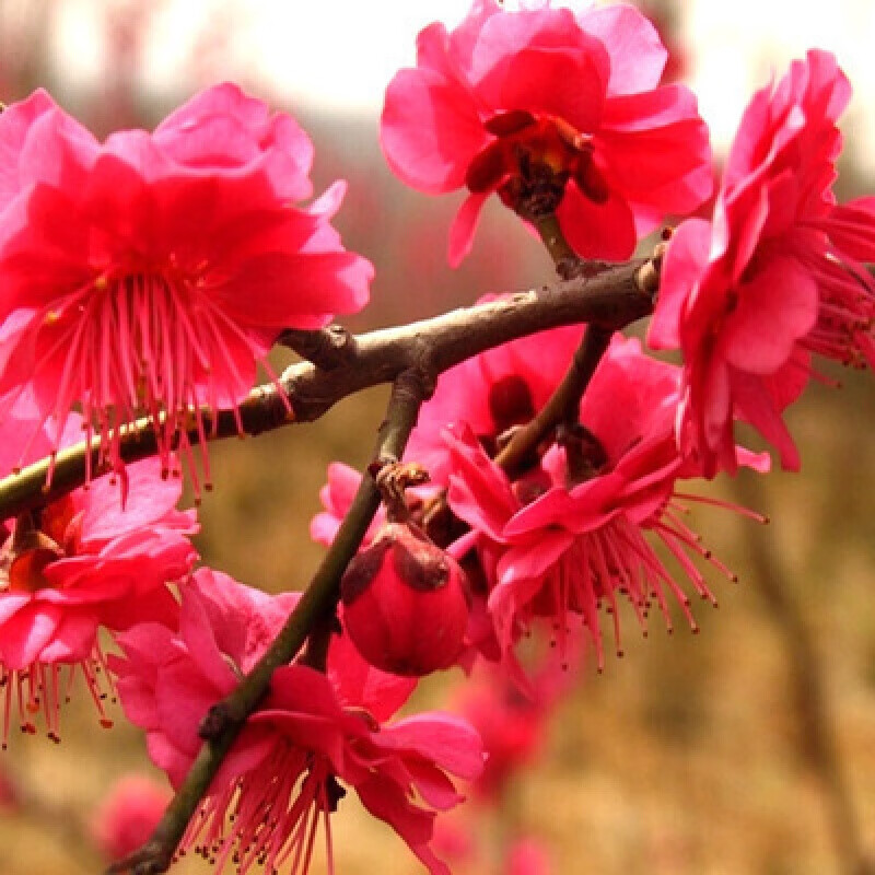 红梅盆栽 梅花苗嫁接梅花树苗冬季素心腊梅原生红梅苗骨里红梅花苗