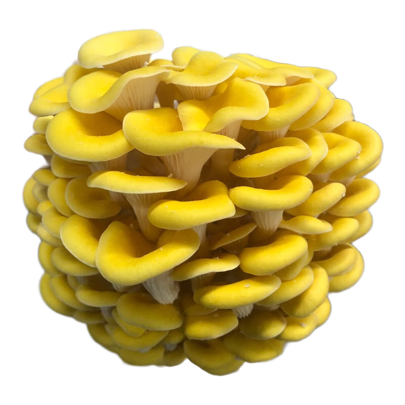 菇婆婆蘑菇種植菌包菌種菌棒盆栽食用菌家庭種植菌菇食蘑菇種子種蘑菇 榆黃蘑【實(shí)發(fā)3袋】