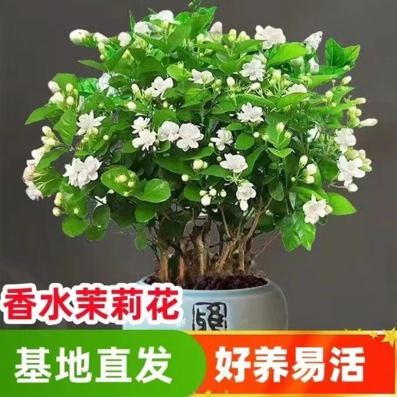 花茶木居花茶木居居家用茉莉花四季花卉客厅绿植花卉 带花苞99朵左右 共3株