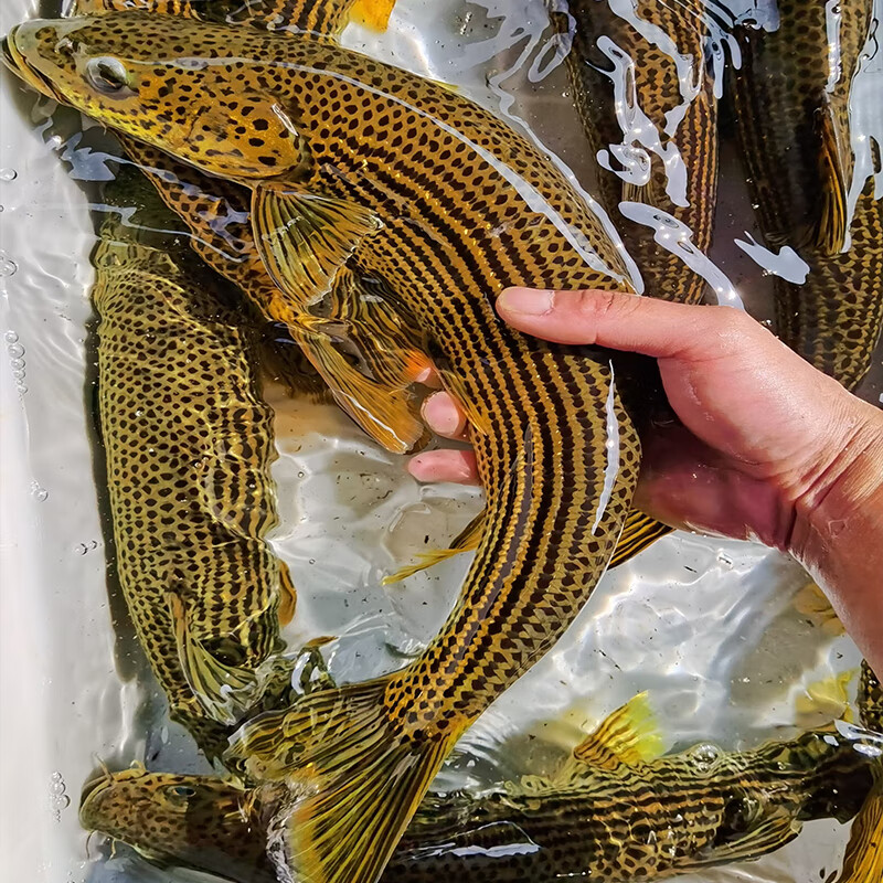少羽金沙鲈鲤大花鱼豹纹花鱼名贵特种稀有原生猛鱼江鰛老虎鱼淡水 2