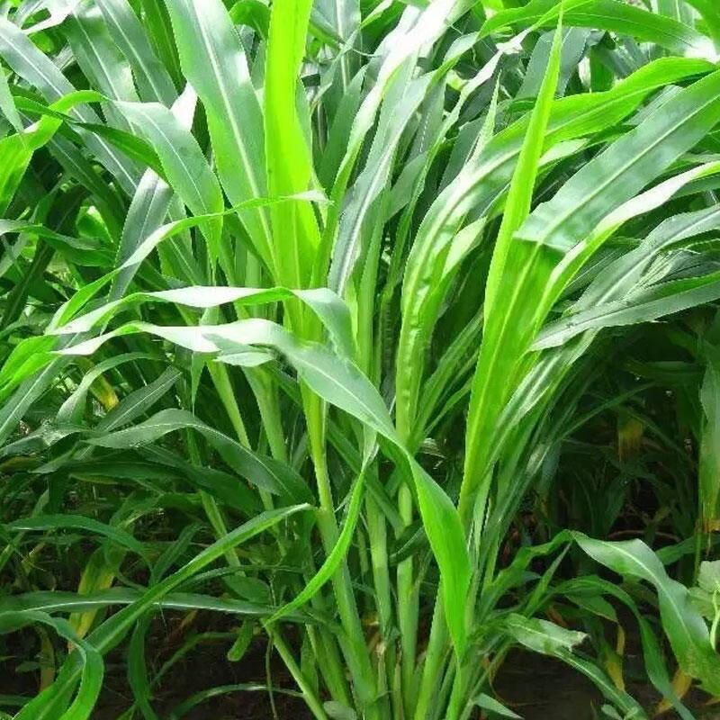 优12宽叶四季高产种子养牛饲料耐旱贫瘠牧草籽 进口墨西哥玉米草500克