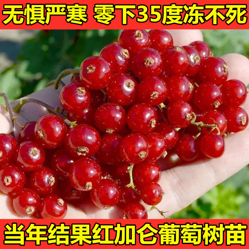 玩冒(wmo)黑加仑树苗果苗阳台盆栽地栽当年结果灯笼果耐寒树苗红加仑