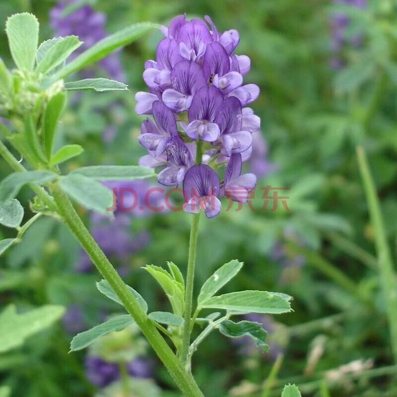 好客花乡紫花苜蓿草种子食用苜蓿菜孑多年生四季牧草种籽鸡鸭鹅牛猪羊