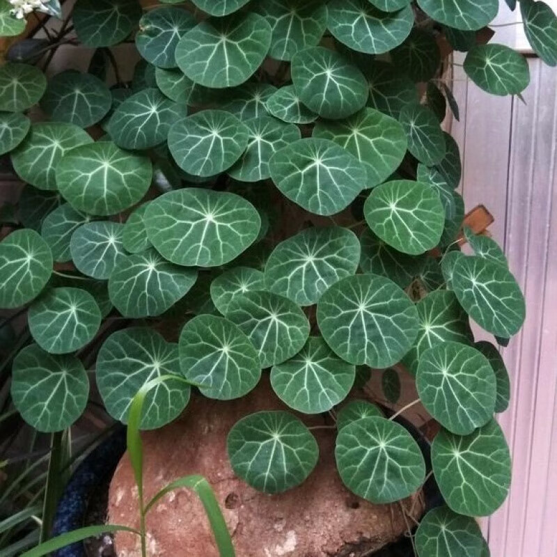 苏鲁雅卉红藤山乌龟金不换植物招财室内圆叶盆栽云南多肉花卉水培爬藤