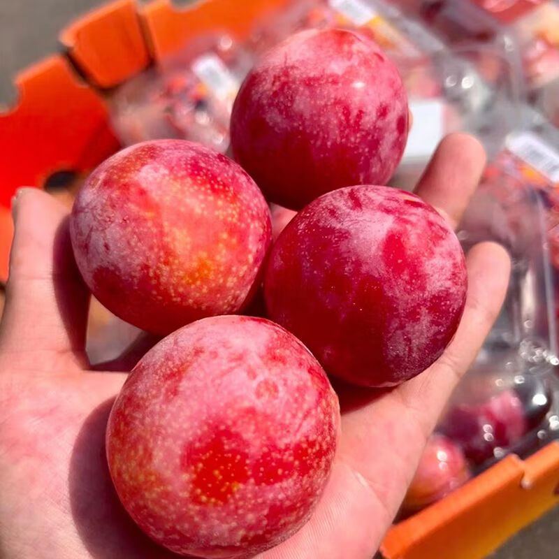 仙绘鲜智利珍珠红李子2斤 新鲜纯甜进口李子当季时令水果果香浓郁生鲜