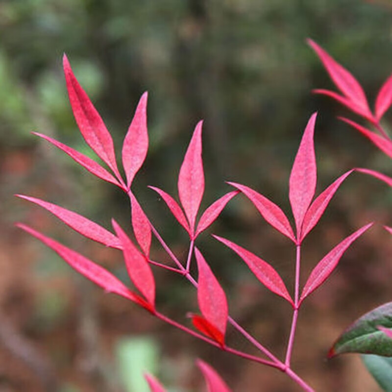 畅微红叶南天竹花卉庭院绿化南天竹盆景室内盆栽地栽火焰南天竹树苗老桩小苗绿篱红天竹南天竹50厘米高 盆景苗 虎窝购