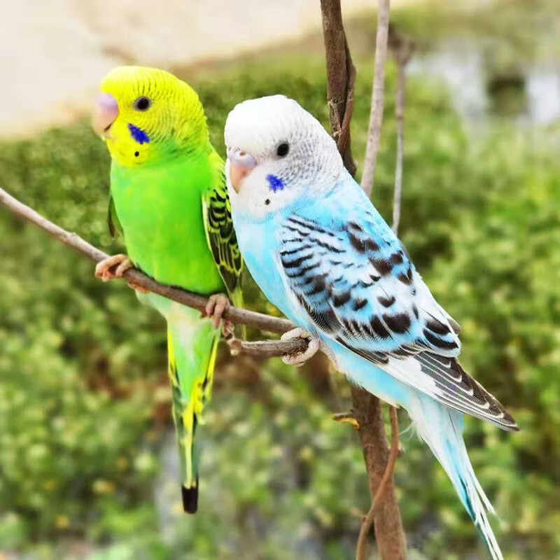 豪蚨鹦鹉活体虎皮宠物鸟活物鸟小型说话鸟家养小鸟活体鸟豪蚨 蓝运斑