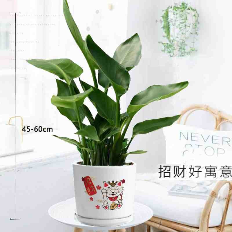 绿荫巷子天堂鸟水培植物鹤望兰盆栽大型绿植室内花卉水养四季常青净化空气 【大号招财猫】天堂鸟 高约60cm怎么样,好用不?