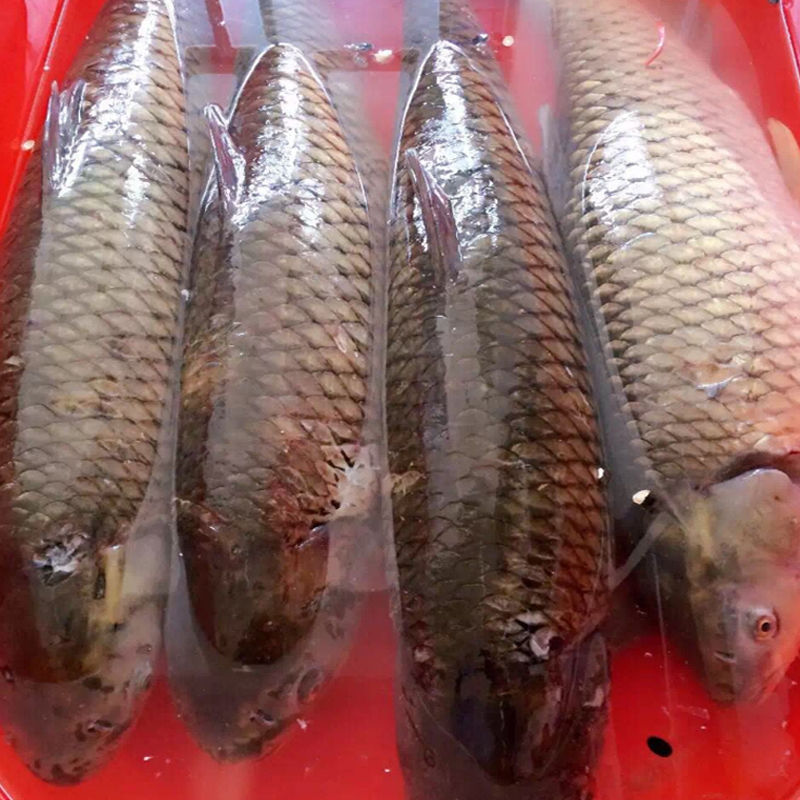 够印淡水鱼草鱼鲩鱼草鲩新鲜野鱼5-20斤整条水库野鱼 5斤装
