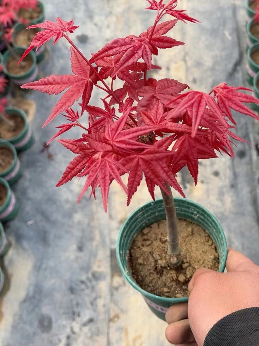 刘不丁日本红枫树盆栽老桩树苗四季红花卉植物红舞姬室内盆景好养活