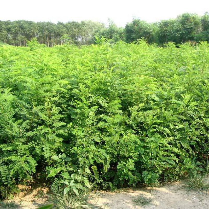 韵久护坡灌木种子刺槐紫穗槐树种子洋槐胡枝子车桑子银合欢猪屎豆木豆