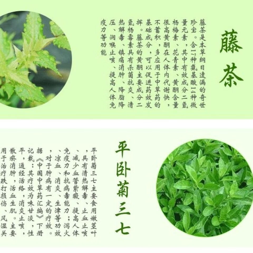 平卧菊三七干叶明月草富贵白背菜三七白背三七金鸡毛草沁溪 100克