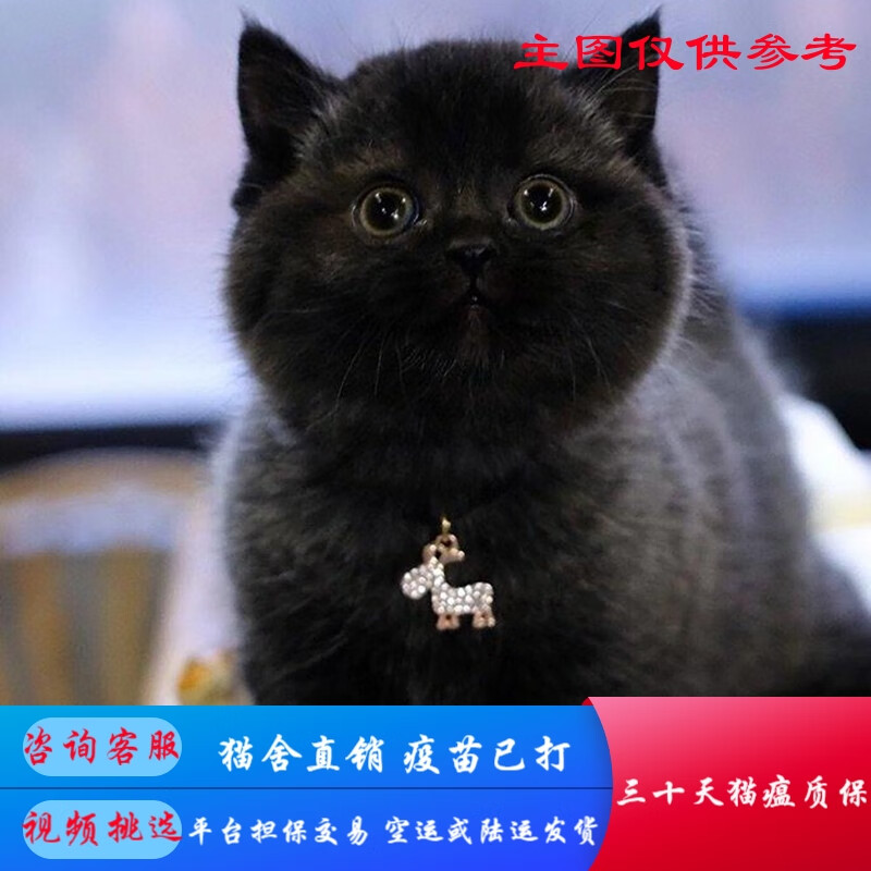 福贝纯享纯种宠物猫咪活体孟买猫幼猫幼崽黑猫 宠物级 宠物级a款 公