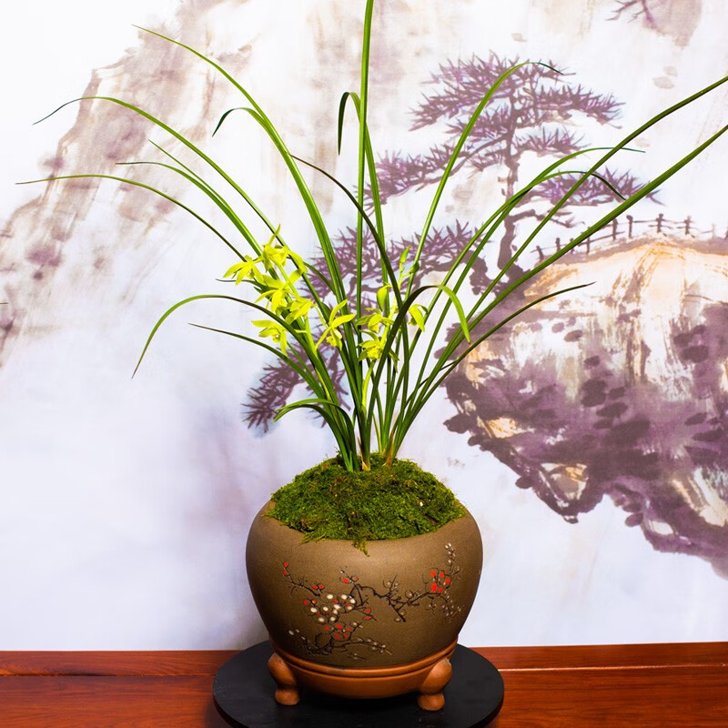 温州素 蕙兰兰花苗室内盆栽绿植花卉好养易活贵好 温州素2苗/不带花苞