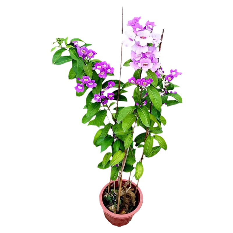 壹植蒜香藤花苗紫玲藤爬藤植物盆栽庭院阳台耐寒垂吊花卉绿植四季开花 【精品】蒜香藤120cm紫粉双色 不含盆