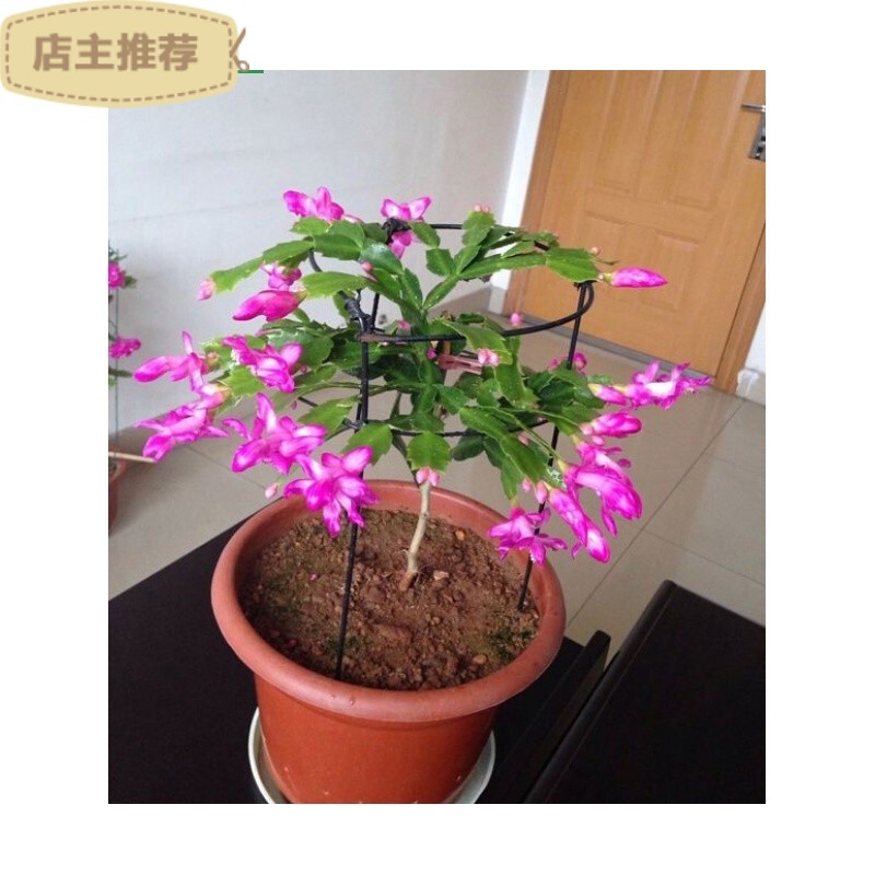 睿格达叶仙人掌(木麒麟) 叶仙苗 嫁接 蟹爪兰 砧木叶仙 三年大苗根系