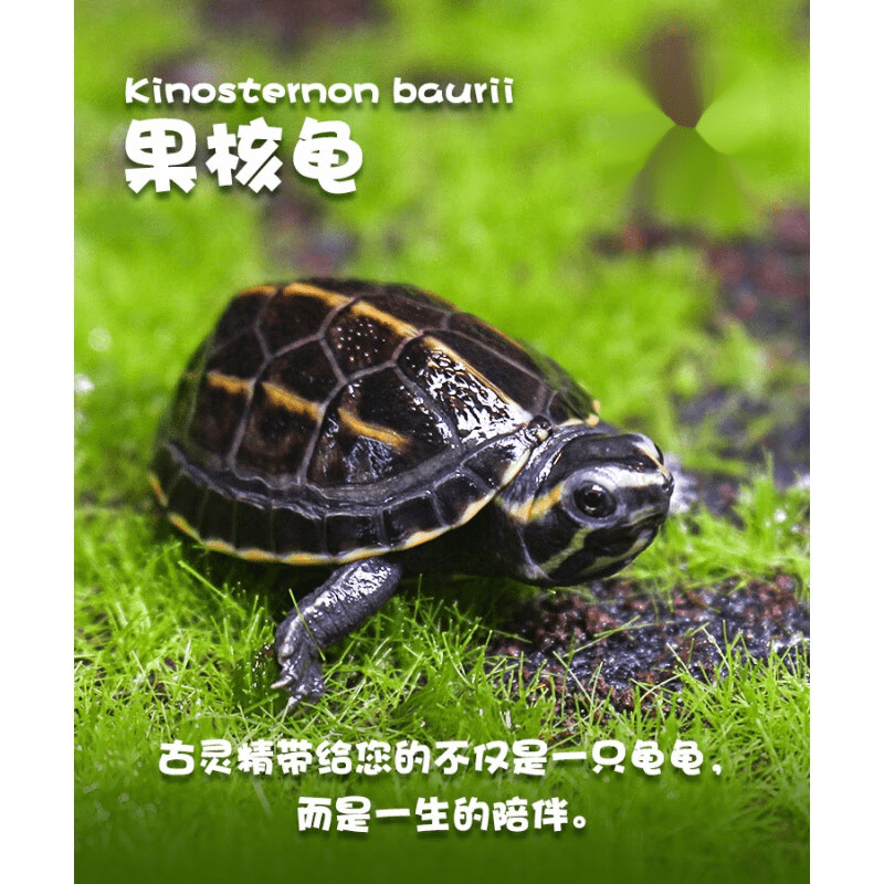 果核龟苗小乌龟活体深水蛋龟观赏宠物小果核剃刀长寿 果核2-3cm  赠