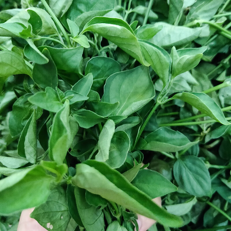 狗肝菜新鲜 潮汕青草乌面草 福建六角英 野红蓝青蛇仔干品 绿色生鲜品