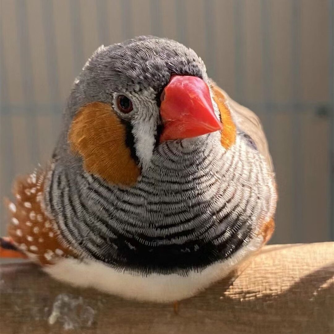 珍珠鸟家养宠物鸟灰色白色珍珠鸟小珍珠鸟一对可繁殖观赏鸟 灰珍珠 母