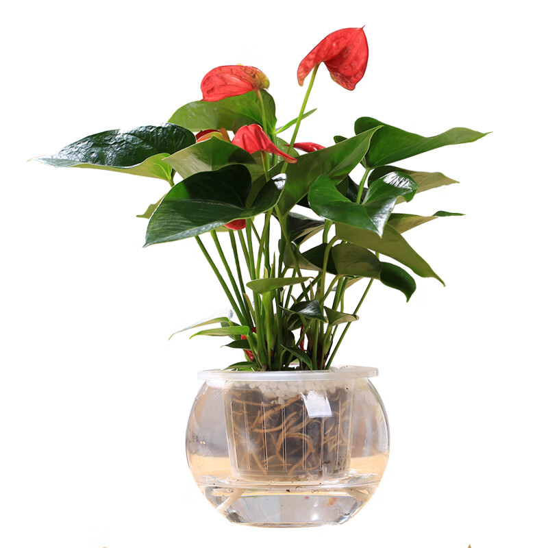 三根毛盆栽水培植物室内好养花卉绿植四季水养四季常青绿植 红掌 不含