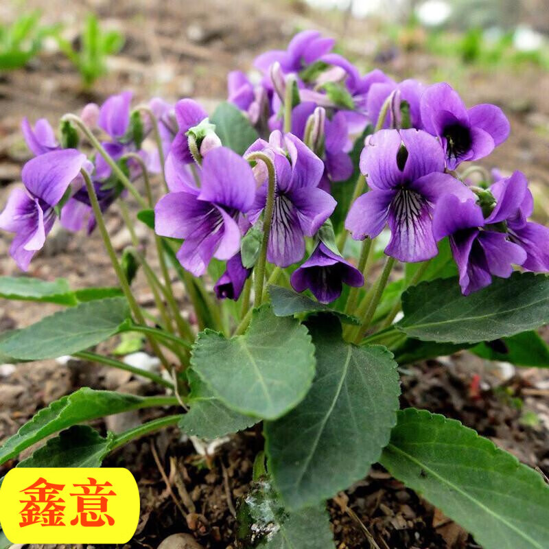 花籽花四季播地被矮生花草户外耐阴花卉种子鑫意 紫花地丁种子200粒