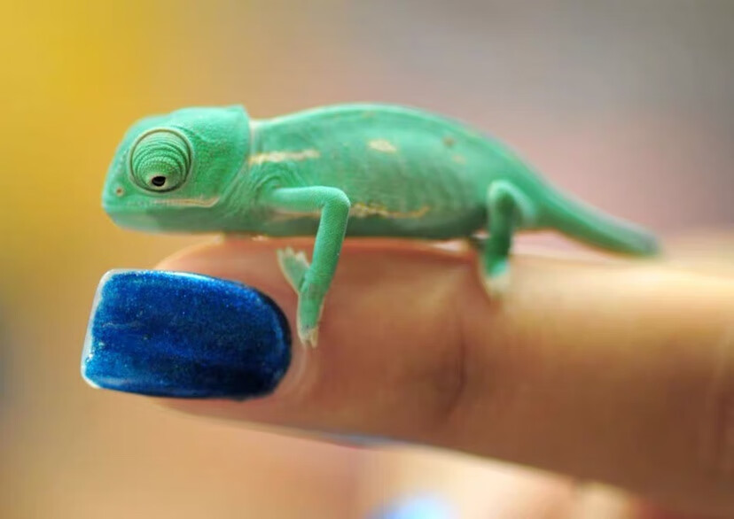 爬宠变色龙高冠龙活体异宠七彩杰克森三角龙活物幼崽幼体蜥蜴活宠