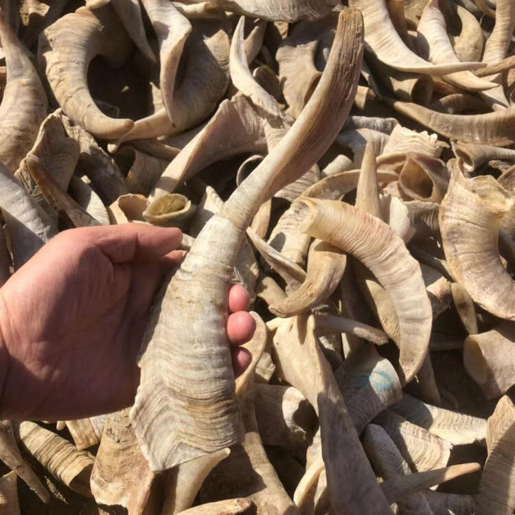 绵羊角空心原角中药原料牛角原料绵羊角丝纯手工绵羊角粉 绵羊角弧长