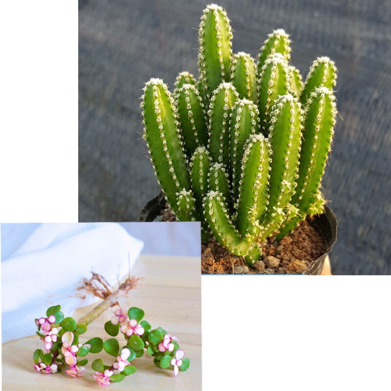 【现货直发】金玉满堂多肉植物仙人掌室内盆栽客厅吸甲醛绿植花卉 小