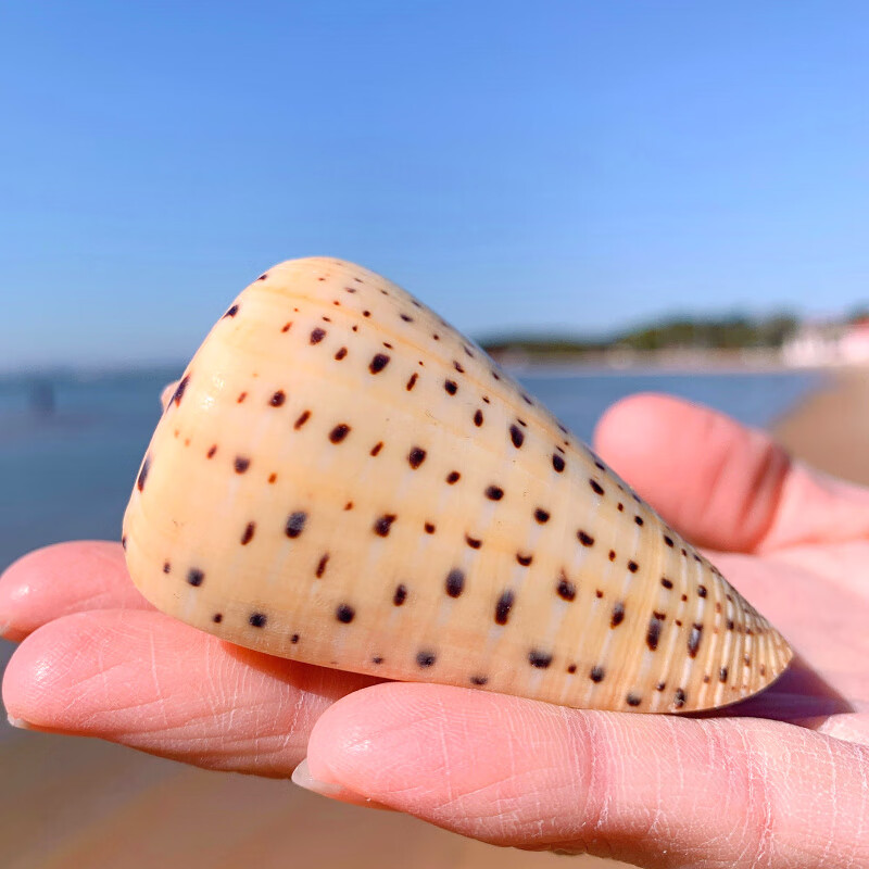 黄玉米螺天然贝壳海螺玉米芋螺鱼缸造景水族装饰地中海风格摆件 黄