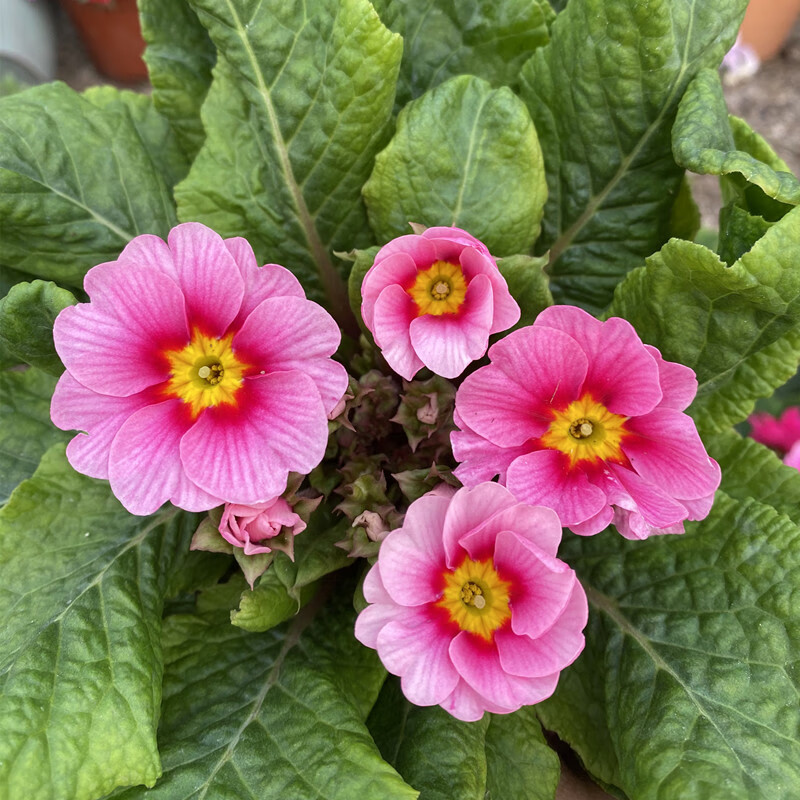 耘沫胭欧洲报春花盆栽花苗耐寒楼顶阳台庭院开易养活草本花卉 粉色 不