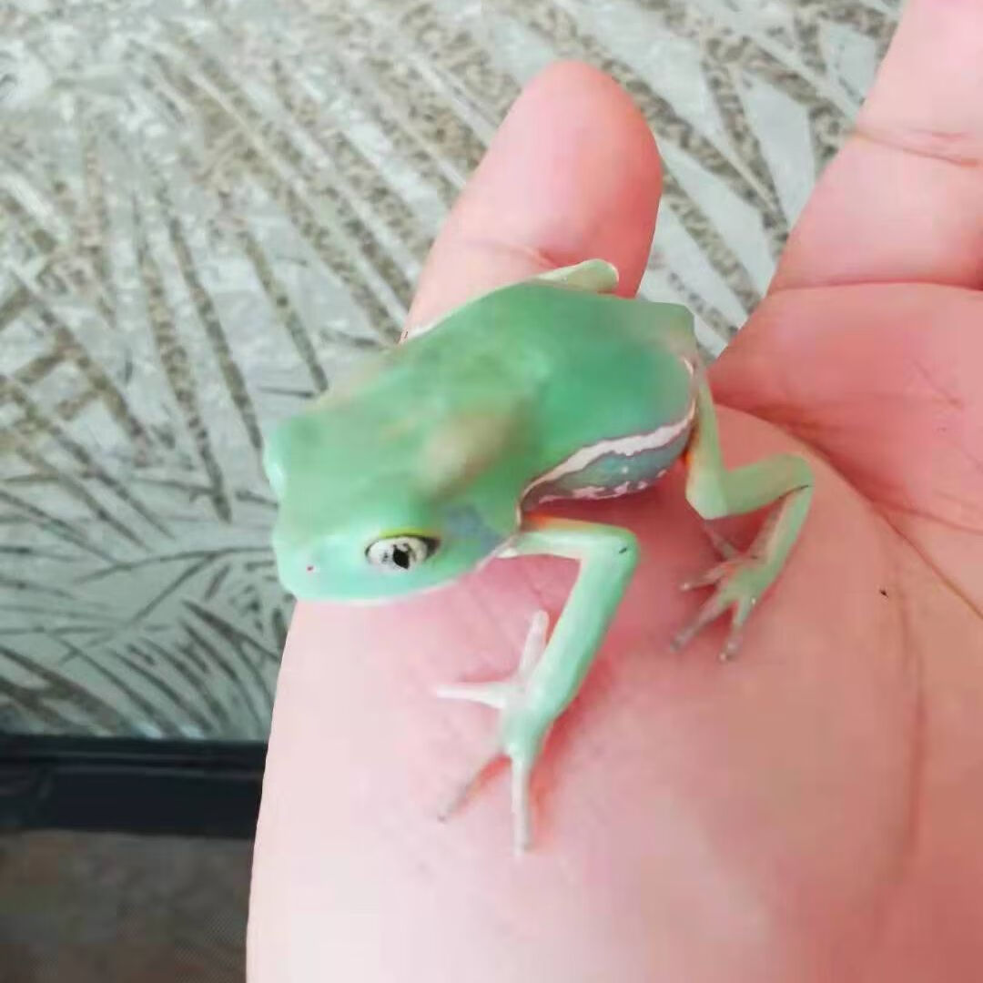 秋颖【蜡白猴树蛙蜡白猴树蟾蜍树蛙爬宠蛙旅行蛙】 5cm