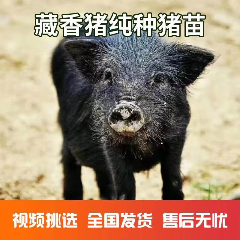 出售纯种藏香猪幼崽活体活物黑猪幼崽活体幼苗大型成年母猪猪仔 藏香猪 2个月