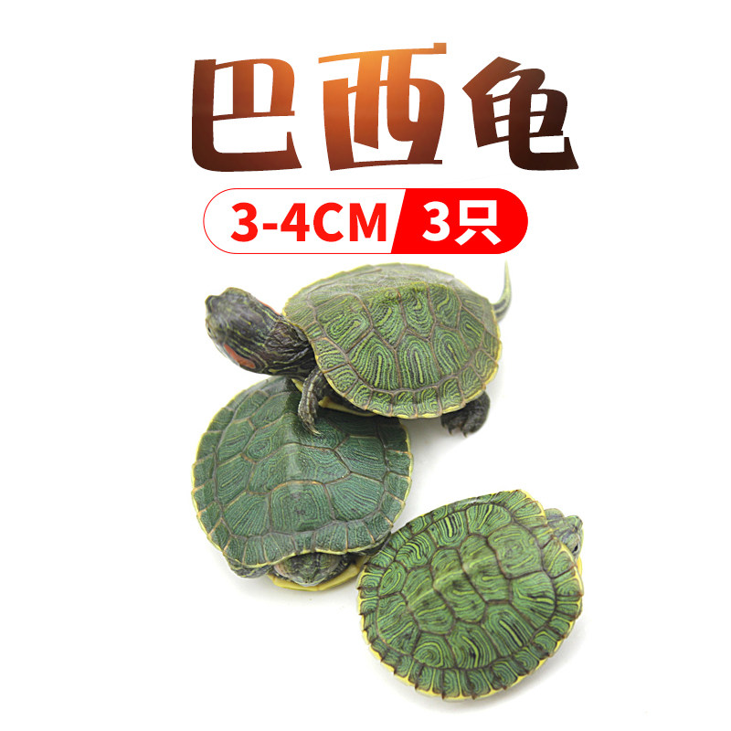 如何查询异宠活体历史价格|异宠活体价格走势