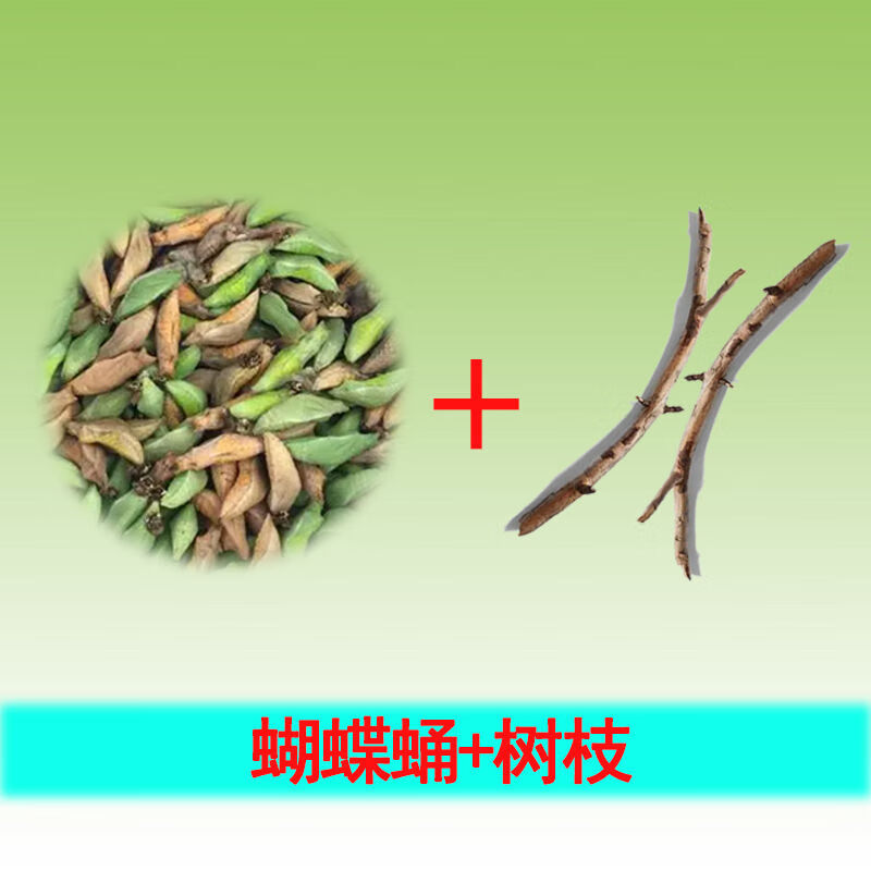 蝴蝶蛹可孵化 可孵化蝴蝶蛹蝴蝶羽化可孵化蝴蝶儿童生日礼物包活 蝶蛹