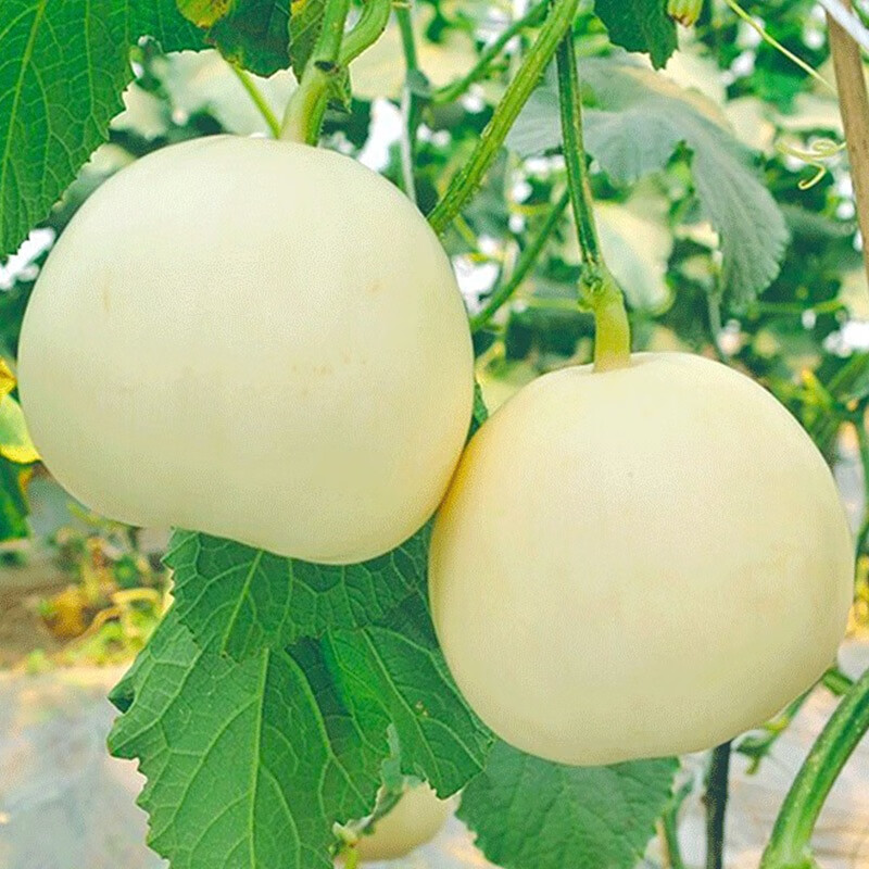 蔬菜类在线历史价格查询|蔬菜类价格走势图