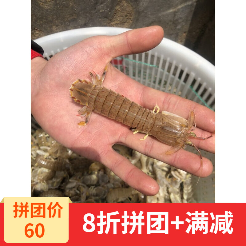 海鲜水产 小号皮皮虾 新鲜虾蛄 虾婆婆鲜活  虾爬子螳螂虾一斤装