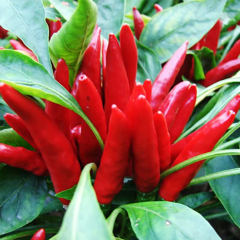 薄皮螺丝椒尖椒杭椒种籽苗四季春季阳台盆栽菜籽 天樱八号朝天椒5克