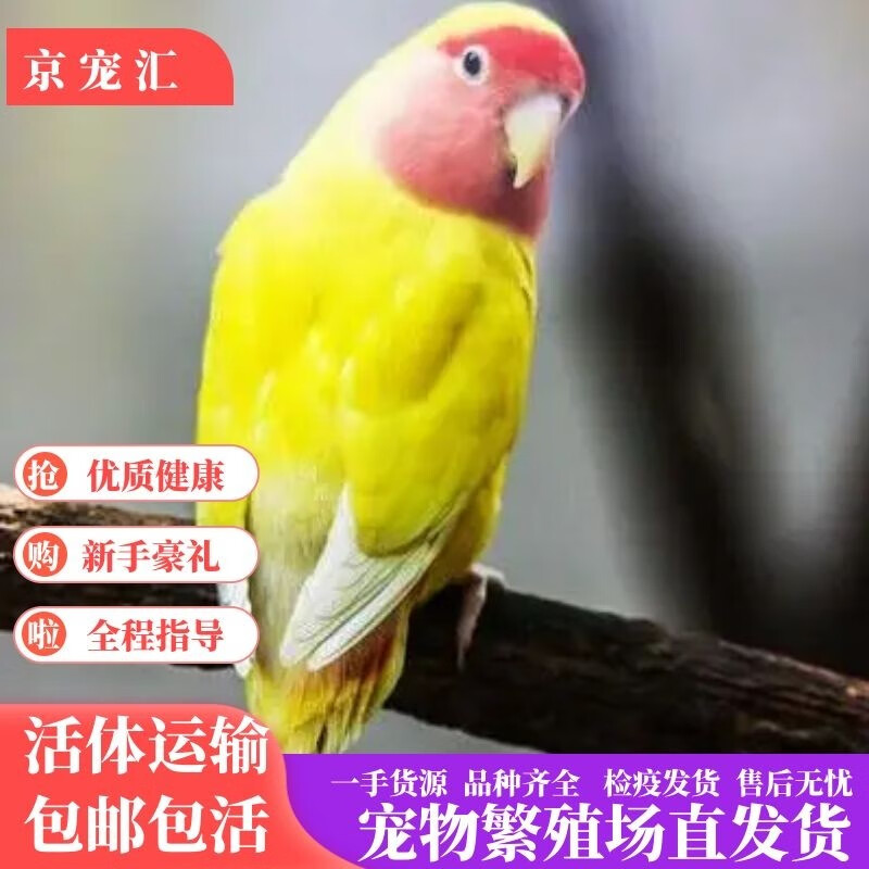 活鸟宠物牡丹玄风鹦鹉活体会说话笼养小鸟活体幼鸟活物 黄桃牡丹1只