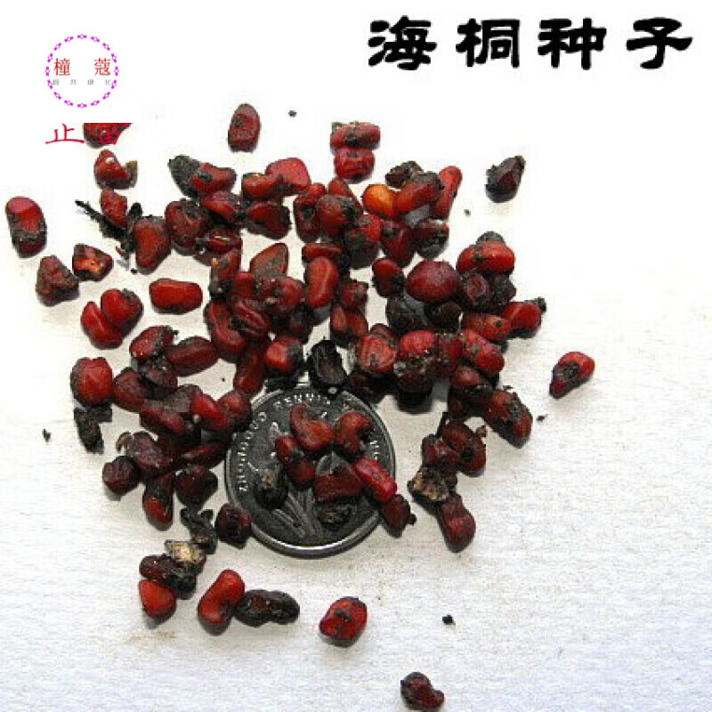 七里香,山矾,山瑞香,宝珠香,海桐花 海桐种子 树种子 海桐一斤