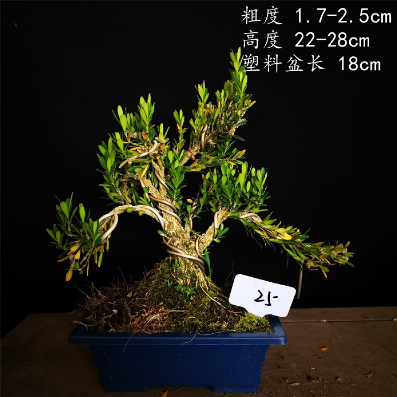 原生米葉黃楊雀舌黃楊皺皮雀舌黃楊小品盆景盆栽 乳白色 25 含盆