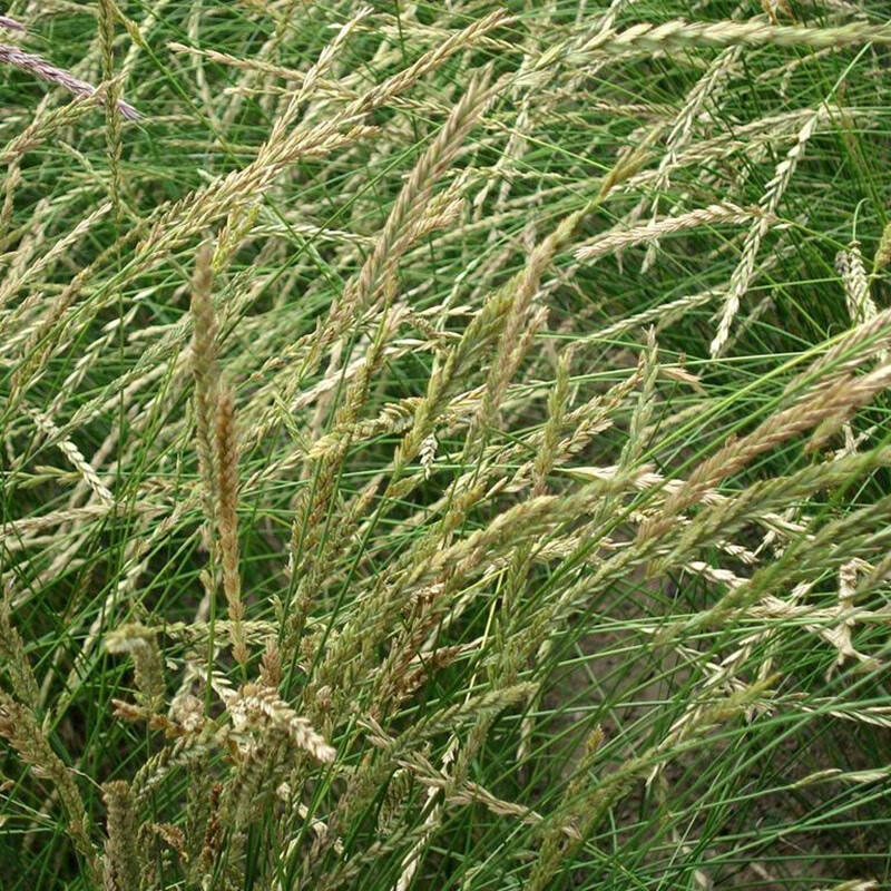 芗苒牧草种子冰草种子野麦子扁穗冰草羽状小麦草暖季型草坪种子庭院