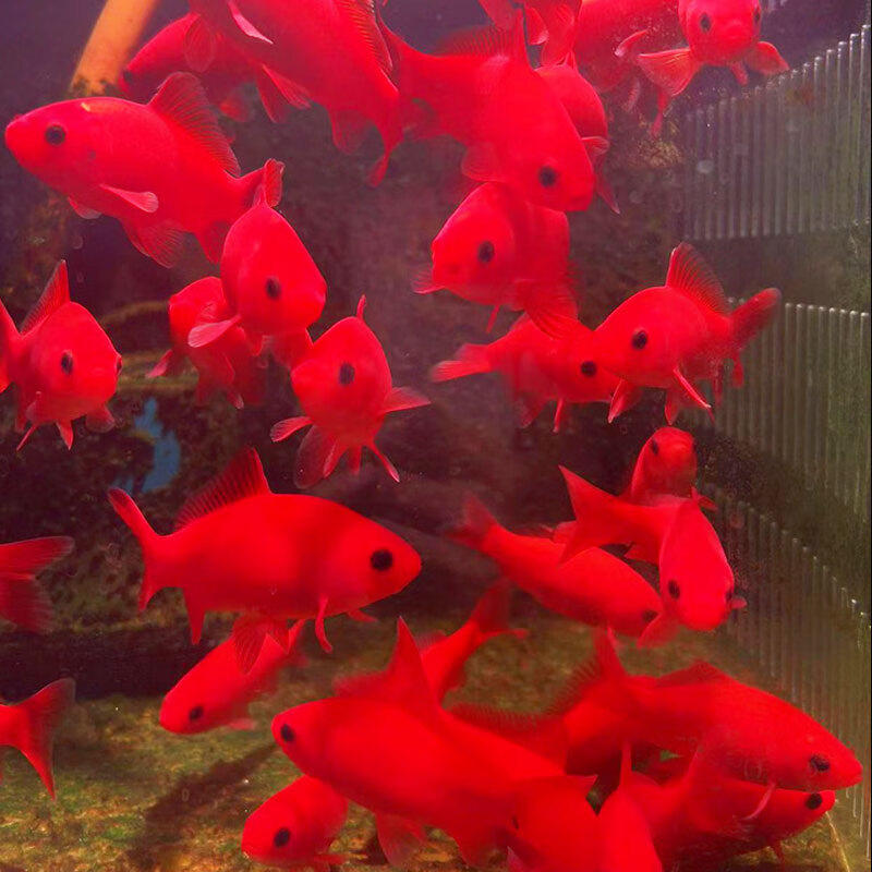 活好养血红鱼冷水观赏鱼金鱼活鱼锦鲤活鱼葡萄眼黑眼 冷水红鹦鹉鱼7条