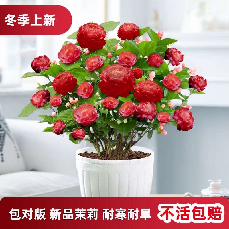 虎头茉莉盆栽四季开花大花浓香花冬季耐 主图款红色虎头四季开花包