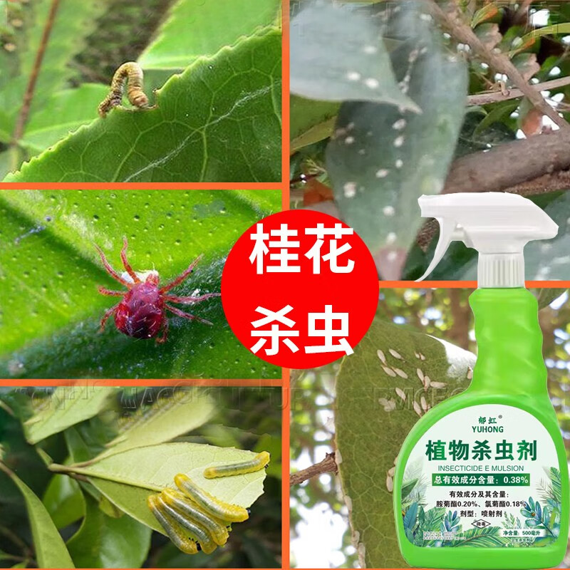 桂花树杀虫剂植物除虫红蜘蛛小飞虫介壳虫蚜虫盆栽花卉土壤杀虫剂