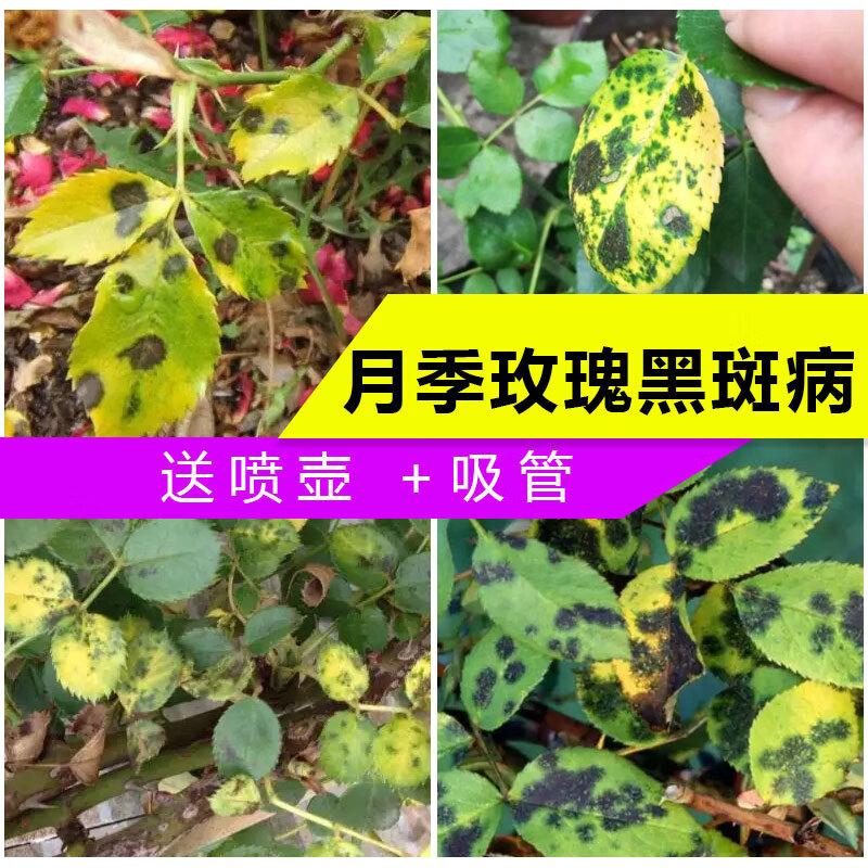 黑斑病专用药苯甲丙环唑花卉兰花蔷薇玫瑰黄叶植物黄叶月季白粉病花