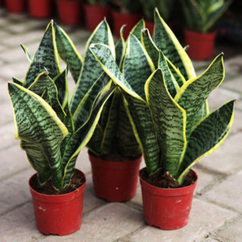 清晨露水园艺室内绿植花卉水培植物 金边虎尾兰 虎皮兰 净化空气吸