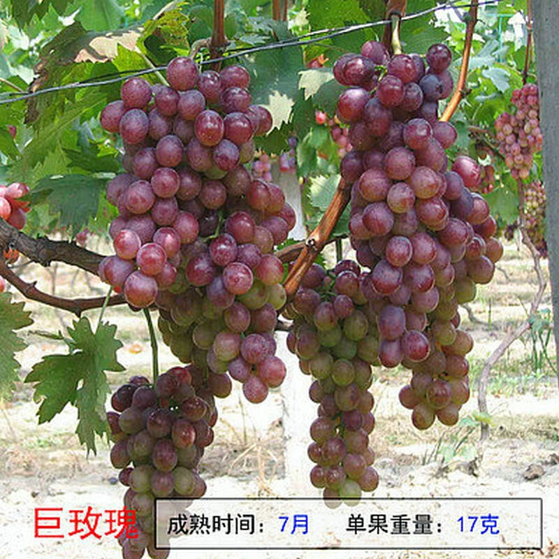 树苗 葡萄苗南北方庭院阳台盆栽地栽果树苗 巨玫瑰 十二年超大苗爆果