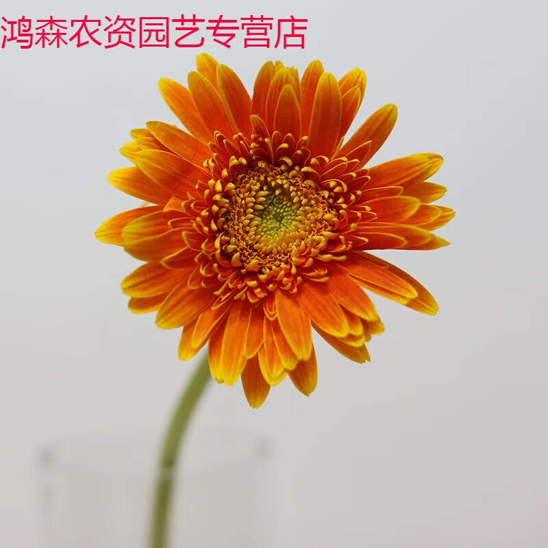 非洲菊鲜花云南直发直批扶郎太阳花速递同城家用水养花束顺丰 橙色