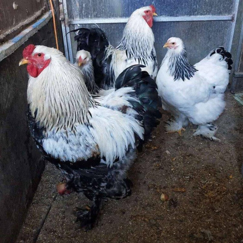 淼然阁淼然阁婆罗门鸡活苗纯种大体梵天鸡活体脱温幼崽大型观赏青年鸡